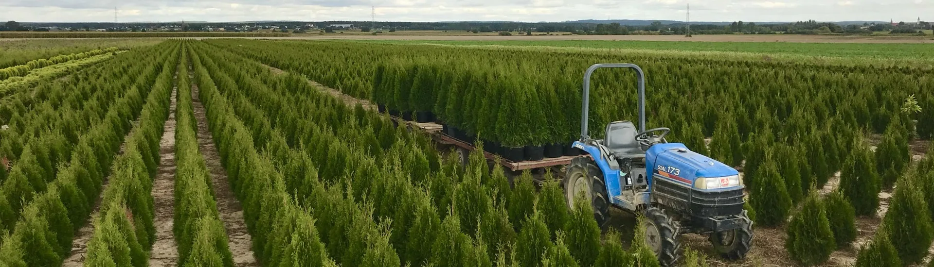 Вид з розсадника Марцінкув 1