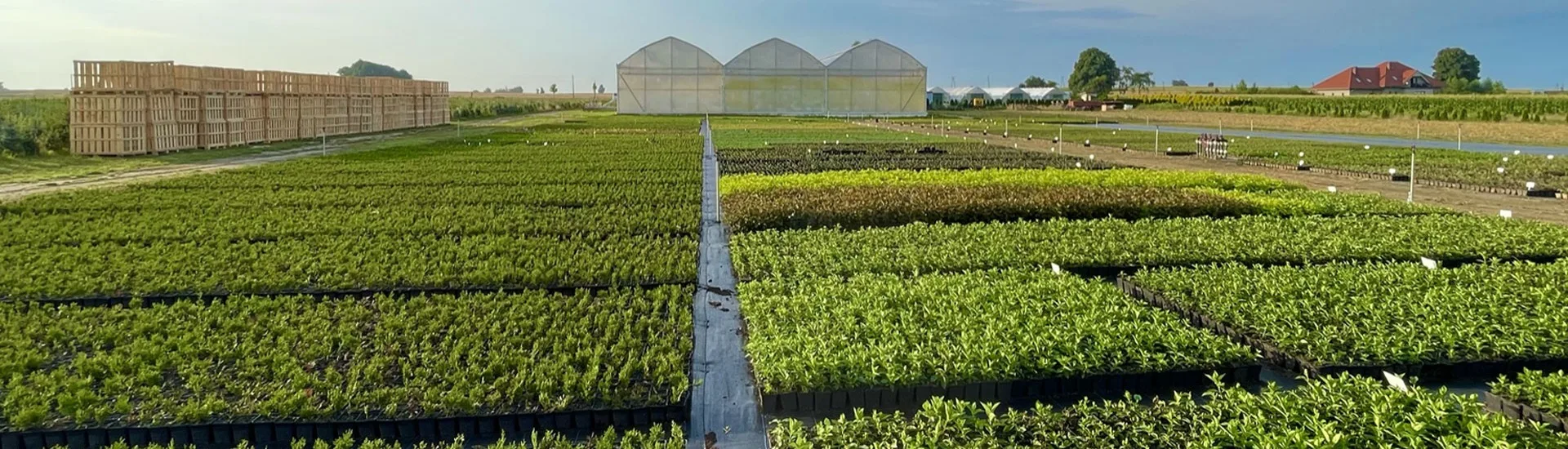 Вид з розсадника Marcinküw 2