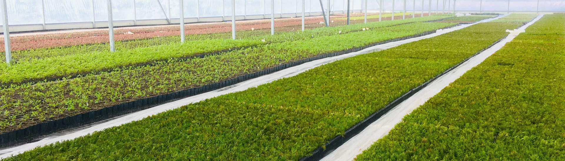 Вид з розсадника Марцінкув 3