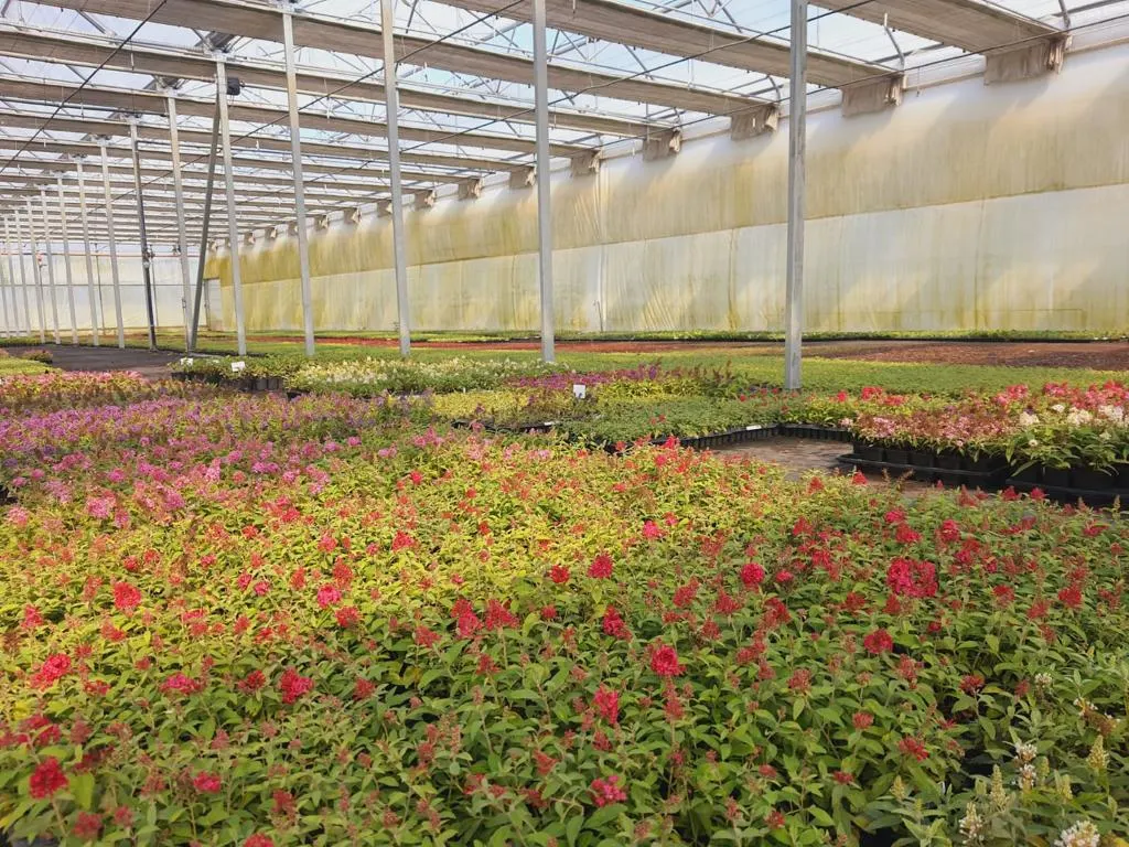 Вид з розсадника Marcincüw 1