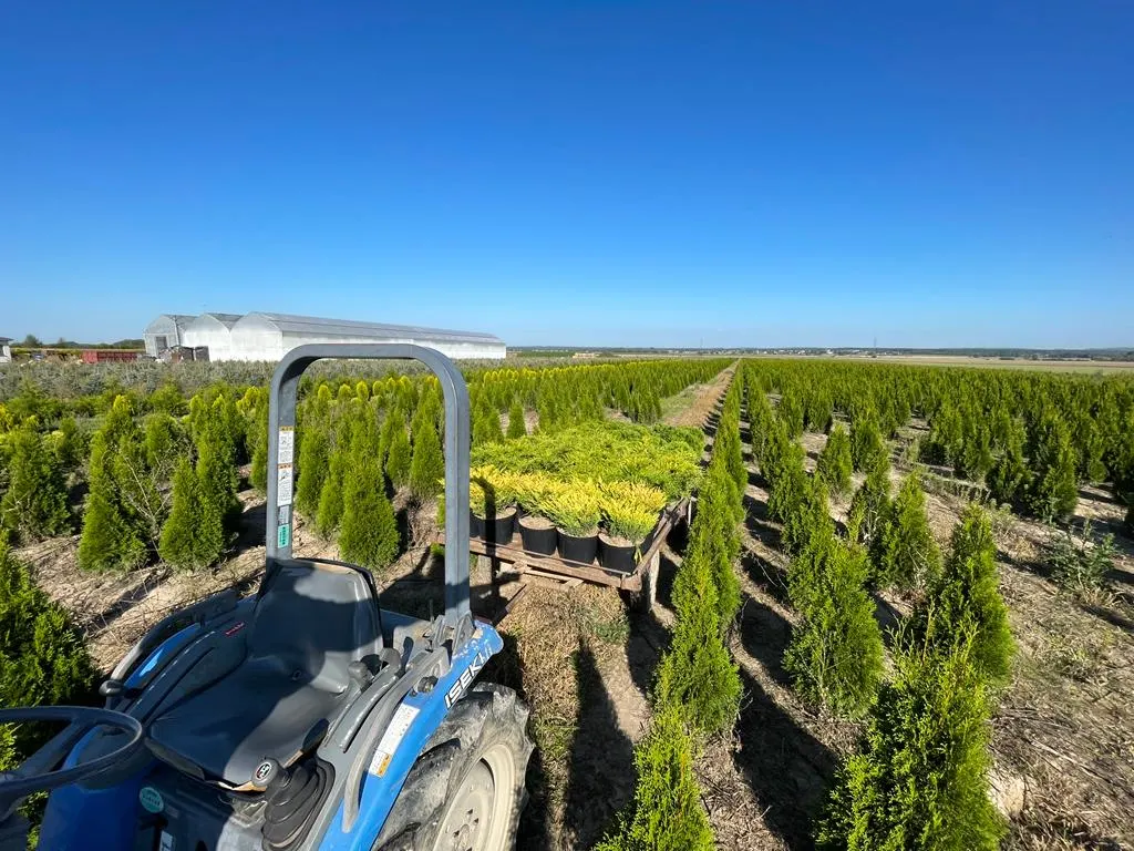 Вид з розсадника Marcincüw 2