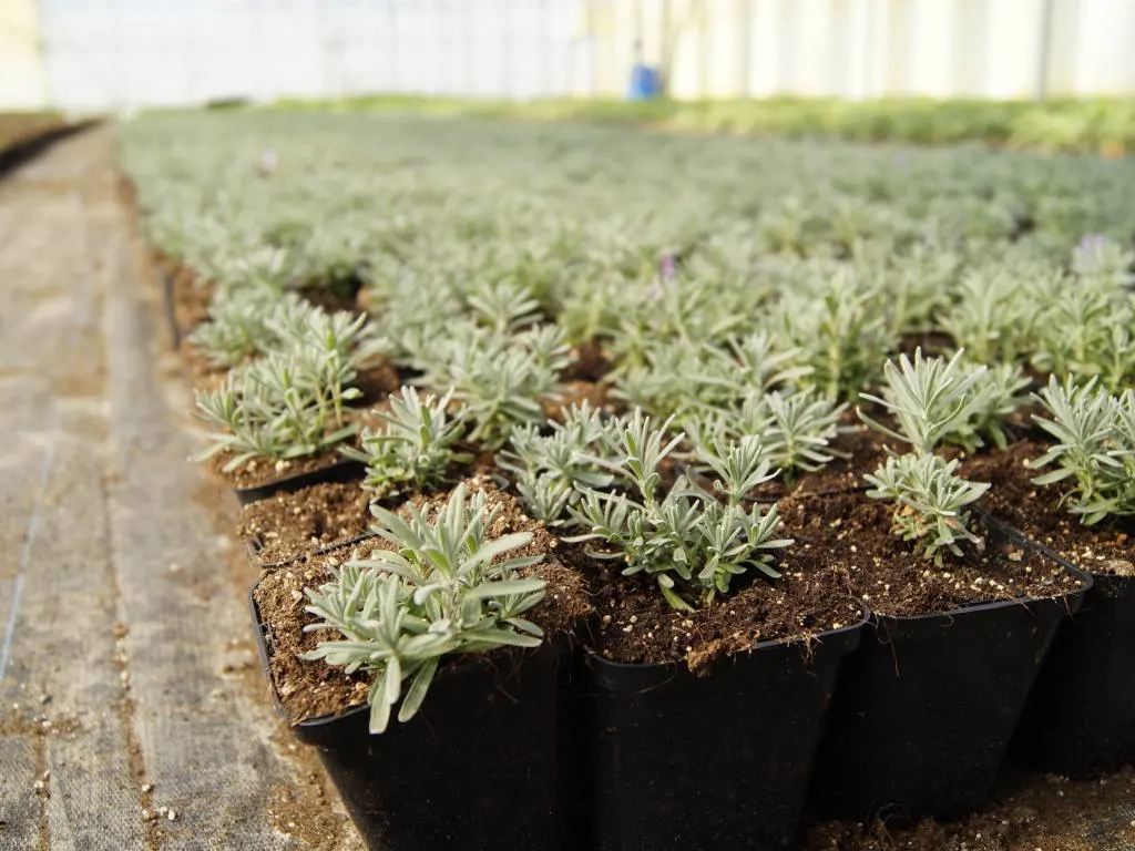 Вид з розсадника Marcincüw 3