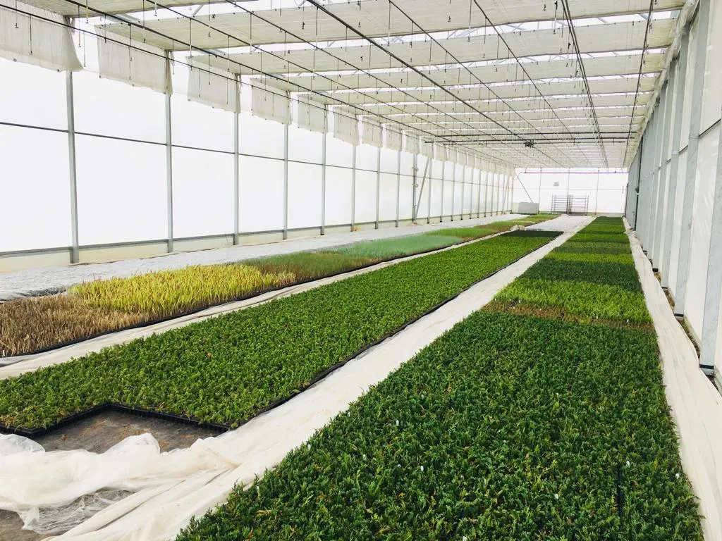 Вид з розсадника Marcincüw 4