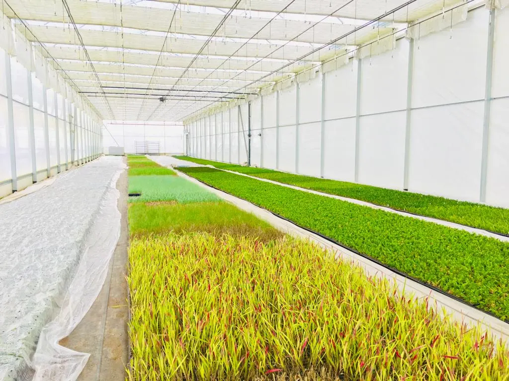 Вид з розсадника Marcincüw 5