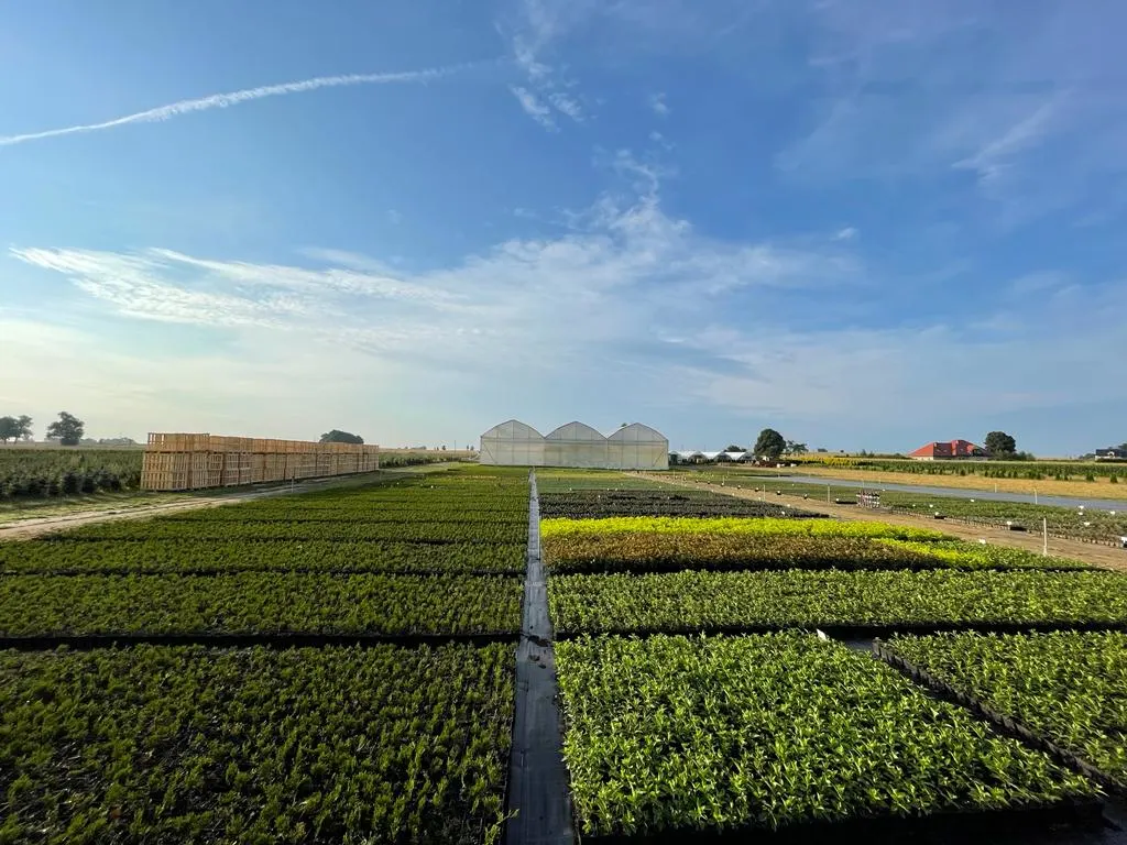 Вид з розсадника Marcincüw 6