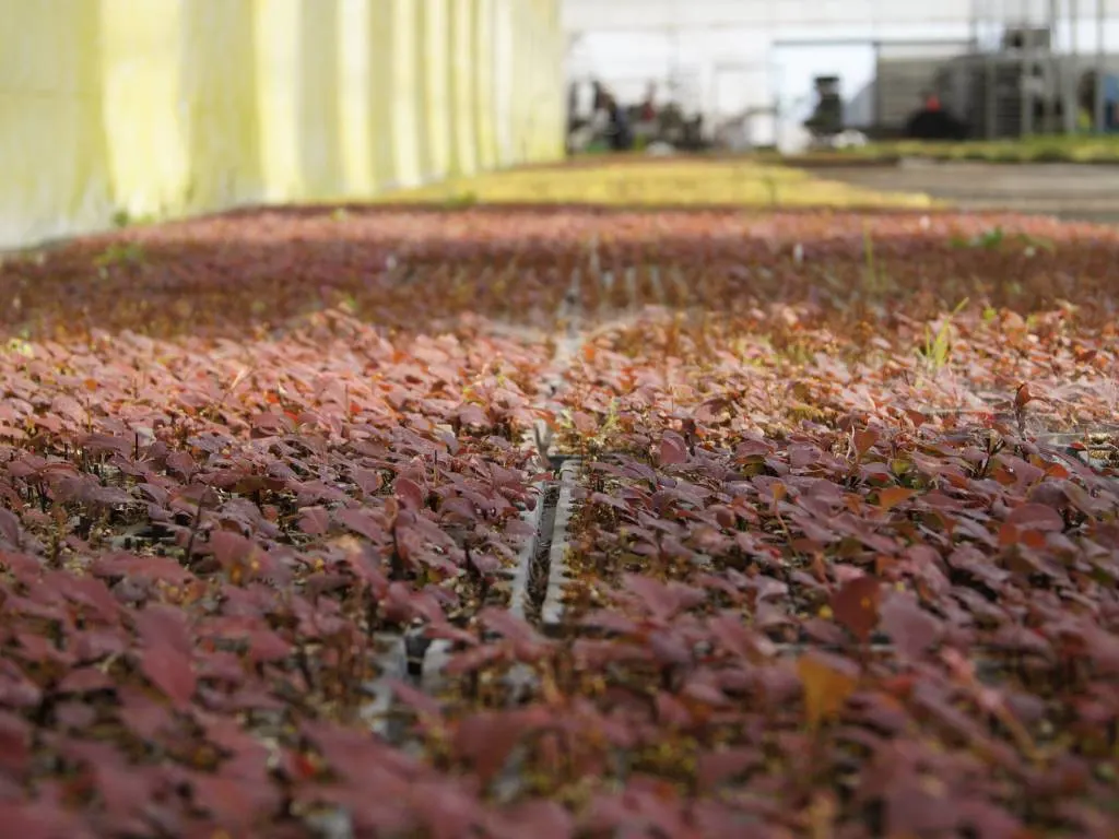 Вид з розсадника Marcincüw 7