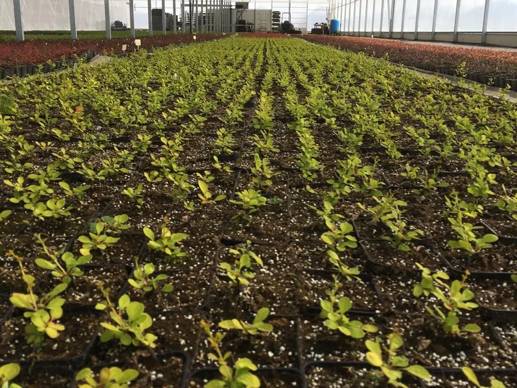 Вид з розсадника Marcincüw 8