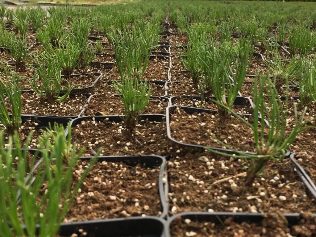 Вид з розсадника Марцінкув 9