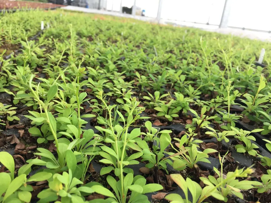 Вид з розсадника Marcincüw 10