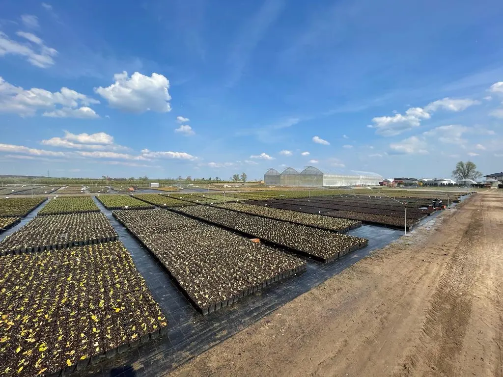 Вид з розсадника Марцінкув 11