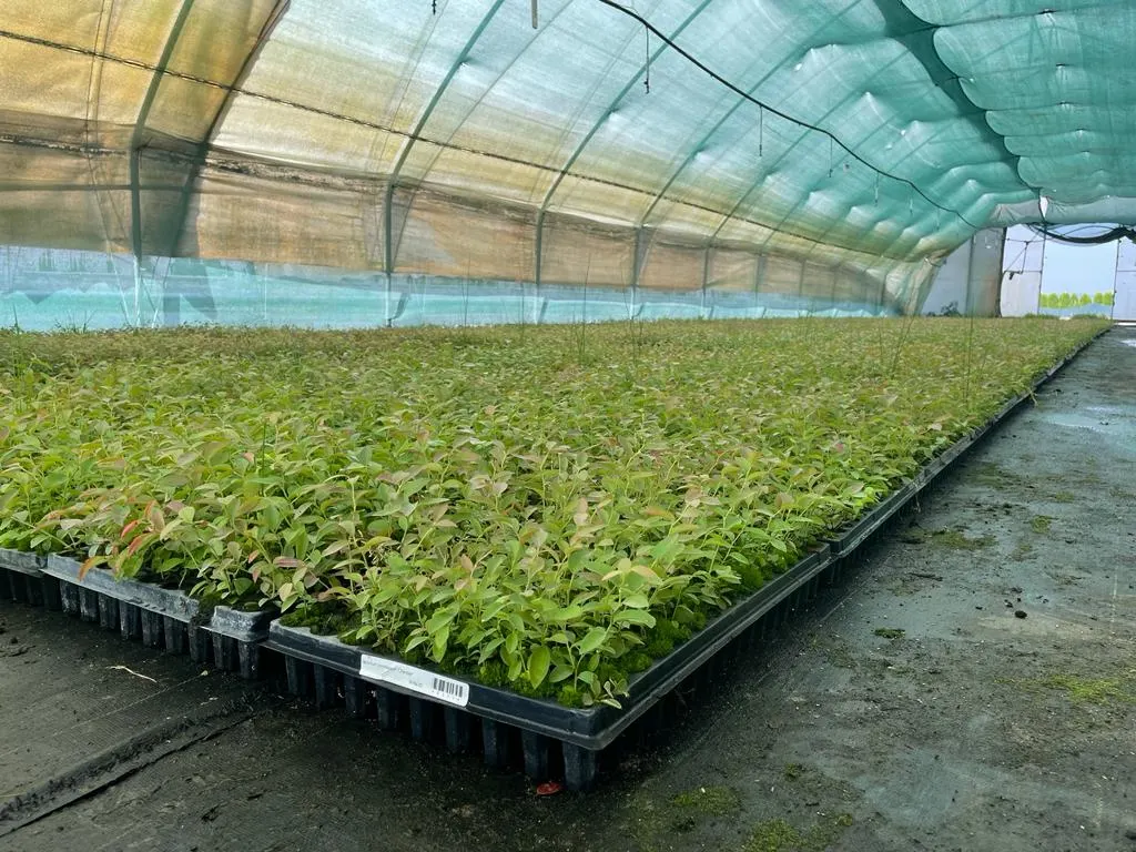 Вид з розсадника Marcincüw 12